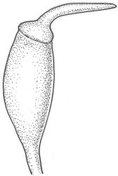 Tridontium tasmanicum, capsule with operculum. Drawn from W. Martin, 9 Jan. 1945, CHR 545819.
 Image: R.C.Wagstaff © Landcare Research 2024  CC-BY 4.0